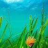 Seagrass Underwater Meadows Diamond Painting