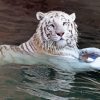 White Bengal Tiger Swimming Diamond Painting