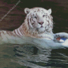 White Bengal Tiger Swimming Diamond Painting