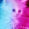 Blue Pink Cat Diamond Painting