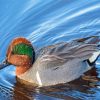 Green Winged Teal Duck Diamond Painting