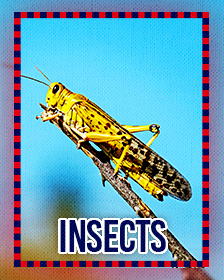 Insects