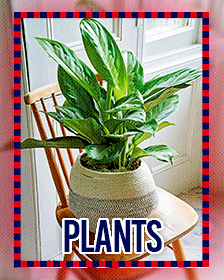 Plants