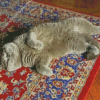 Sleeping Cat Diamond Painting