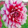 Dahlia Flower Diamond Painting