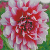 Dahlia Flower Diamond Painting