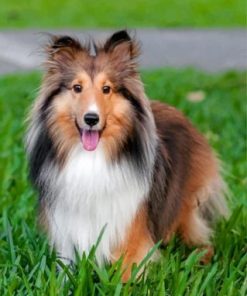 adorable shelties Diamond Paintings