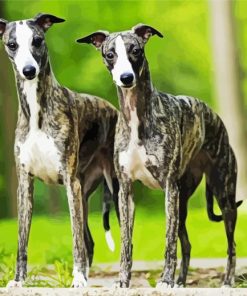 aesthetic Whippet dogs Diamond Paintings