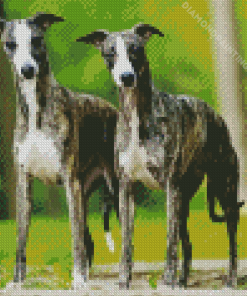 aesthetic Whippet dogs Diamond Paintings