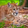 florida panther Diamond Paints