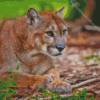 florida panther Diamond Paints