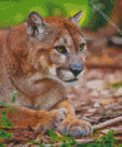 florida panther Diamond Paints