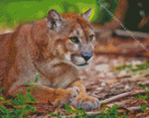 florida panther Diamond Paints