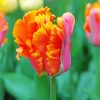 Parrot Tulips Diamond Painting