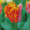 Parrot Tulips Diamond Painting