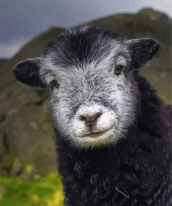 Adorable Herdwick Sheep Diamond Painting