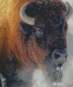 American Bison Diamond Painting