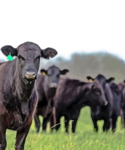 Angus Cows Diamond Painting