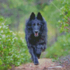 Belgian Sheepdog Running Diamond Painting