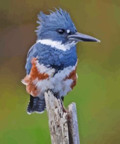 Belted Kingfisher Diamond Painting