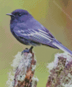 Black Phoebe Diamond Painting