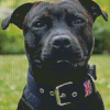 Black Staffy Bull Terrier Diamond Painting