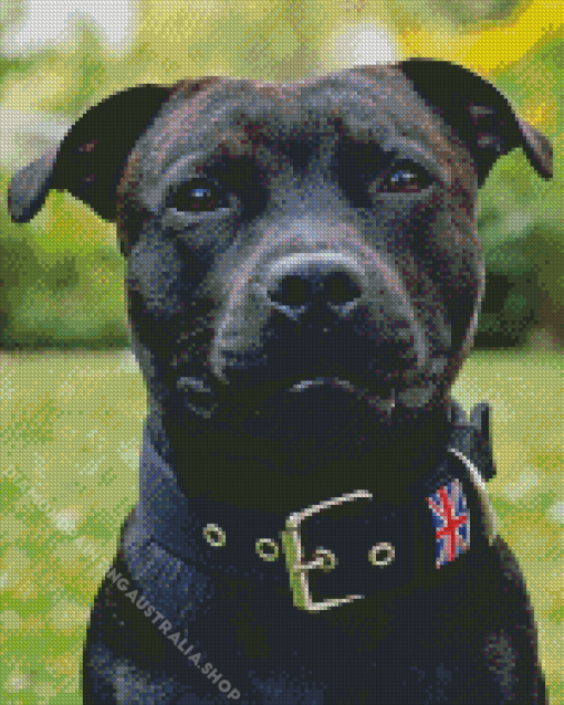 Black Staffy Bull Terrier Diamond Painting