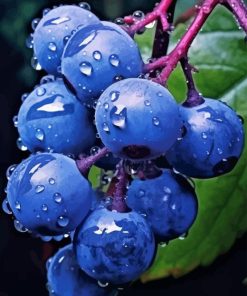 Blueberries Diamond Painting