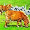 Brown Shetland Ponies Diamond Painting