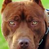 Brown Pitbull Head Diamond Painting