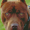 Brown Pitbull Head Diamond Painting