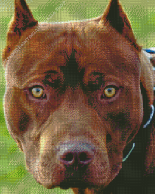 Brown Pitbull Head Diamond Painting