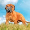 Bullmastiff Dog Diamond Painting