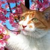 Cat and Cherry Blossoms Diamond Painting