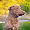 Chesapeake Bay Retriever Diamond Painting