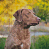 Chesapeake Bay Retriever Diamond Painting