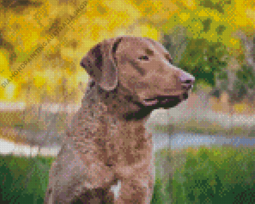 Chesapeake Bay Retriever Diamond Painting