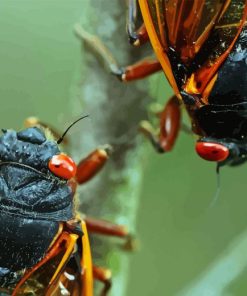 Close up Cicadas Insects Diamond Painting