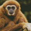 Close up Gibbon Diamond Painting