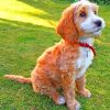 Cockapoo Dog Diamond Painting