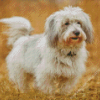 Cotton Tulear Dog Diamond Painting