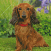 Dachshund Long Haired Diamond Painting