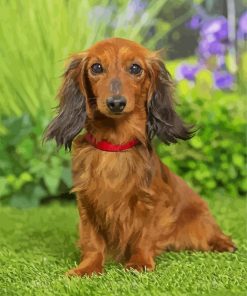 Dachshund Long Haired Diamond Painting