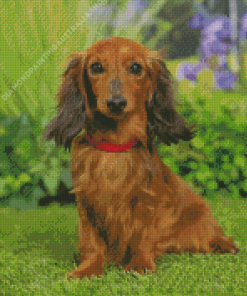 Dachshund Long Haired Diamond Painting