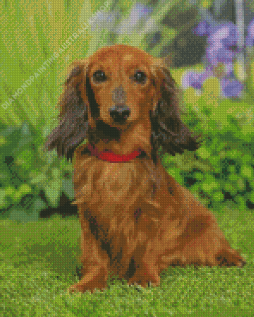 Dachshund Long Haired Diamond Painting