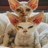 Devon Rex Kittens Diamond Painting