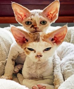 Devon Rex Kittens Diamond Painting