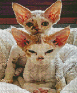 Devon Rex Kittens Diamond Painting