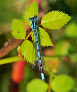 Dragonfly On Green Leaf Diamond Painting