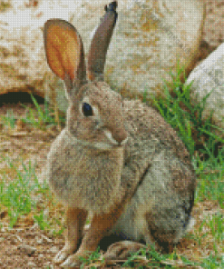 European Rabbit Diamond Painting